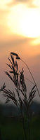 Sunset in the grasses