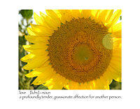 sunflower-CU-tellow springs OH lvtxt