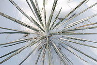 kme -yucca w:snow Sipos