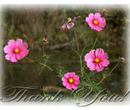 Pink Cosmos with a creek in background