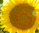 Sunflower close up detail